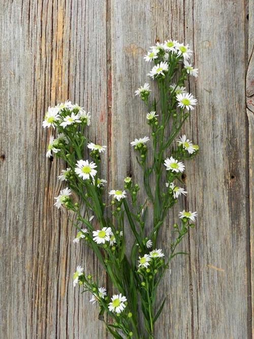 WHITE ASTER